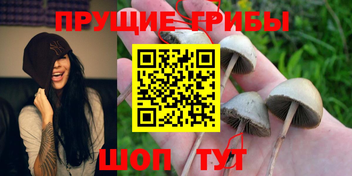 Галлюциногенные грибы Psilocybine cubensis  Вход с VPN  Коммунар  Псилоцибиновые грибы Magic Shrooms 